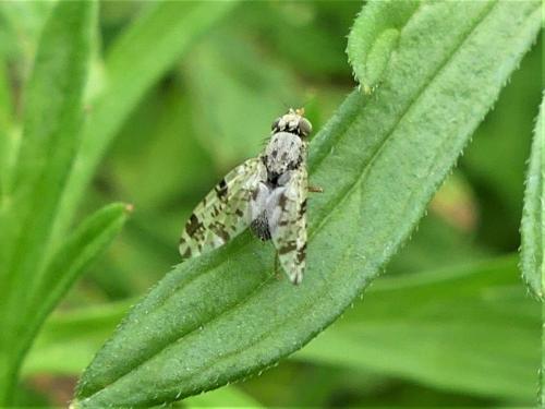 Réf. 322 642 : Tephritis sp.